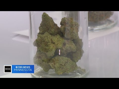 godzilla cookies strain